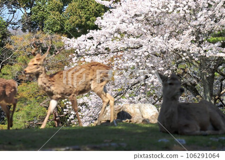 奈良櫻花美景 106291064