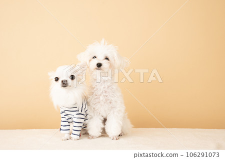 two dogs sitting two dogs sitting 106291073