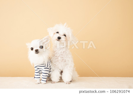 two dogs sitting 106291074