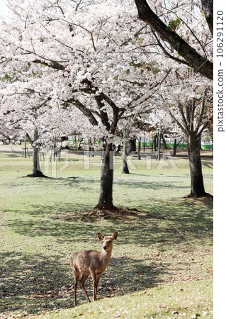 Nara scenery with cherry blossoms Nara scenery with cherry blossoms 106291120