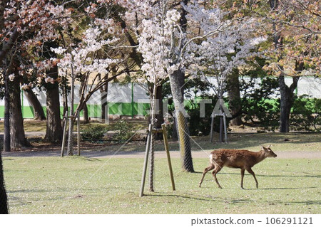 Nara scenery with cherry blossoms Nara scenery with cherry blossoms 106291121