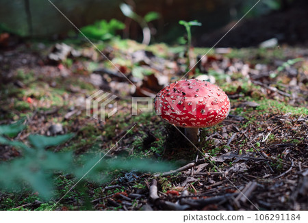 Fly-agaric on a forest substrate of moss and needles in the rays of the autumn sun. Northern forest, fall time. Close-up with copy space Fly-agaric on a forest substrate of moss and needles in the rays of the autumn sun. Northern forest, fall time. Close-up with copy space 106291184