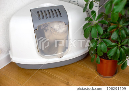 a white cat rummages in a plastic corner closed white tray , with a door a white cat rummages in a plastic corner closed white tray , with a door 106291309