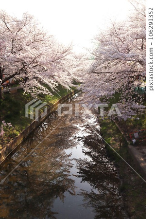 Saho River Cherry Blossom Trees 106291352