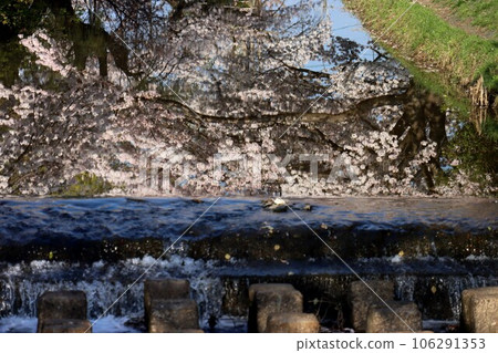 Saho River Cherry Blossom Trees Saho River Cherry Blossom Trees 106291353
