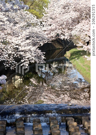Saho River Cherry Blossom Trees Saho River Cherry Blossom Trees 106291355