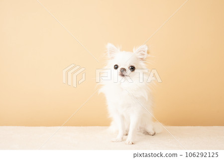 Yui-chan，一隻長毛吉娃娃，坐在米色的背上 106292125