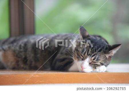 Cat sleeping on the window Cat sleeping on the window 106292785