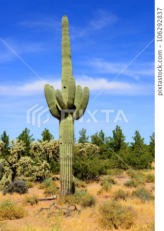 Old Saguaro Cactus Sonora desert Arizona Old Saguaro Cactus Sonora desert Arizona 106292837