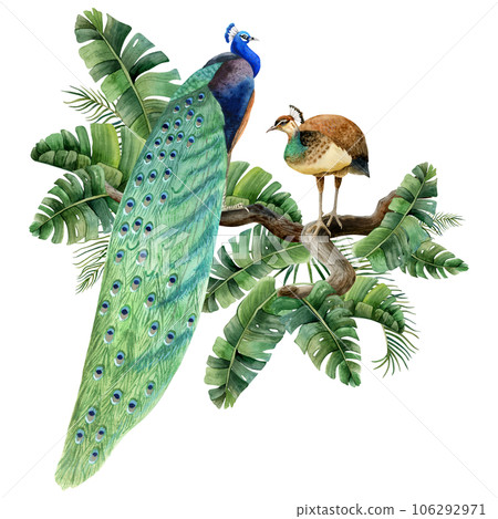 Peacock birds sitting on branches in tropical palm leaves watercolor illustration isolated on white background. Summer nature realistic detailed clipart 106292971