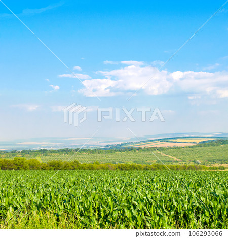 Green field of corn and blue sky. Green field of corn and blue sky. 106293066