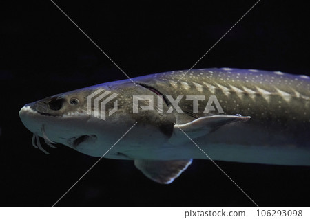 Fish close up in dark waters in Denmark. Underwater photo 106293098