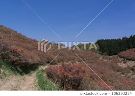 Katsuragi Plateau and azaleas in Mt. Yamato Katsuragi in spring, Kushira, Gose City, Nara Prefecture 106293234
