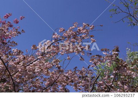 Katsuragi Kogen and double cherry blossoms at Mt. Yamato Katsuragi in spring, Kushira, Gose City, Nara Prefecture Katsuragi Kogen and double cherry blossoms at Mt. Yamato Katsuragi in spring, Kushira, Gose City, Nara Prefecture 106293237