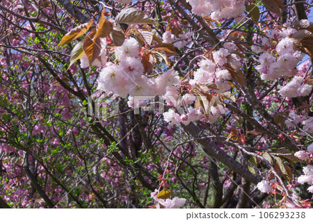 Katsuragi Kogen and double cherry blossoms at Mt. Yamato Katsuragi in spring, Kushira, Gose City, Nara Prefecture Katsuragi Kogen and double cherry blossoms at Mt. Yamato Katsuragi in spring, Kushira, Gose City, Nara Prefecture 106293238