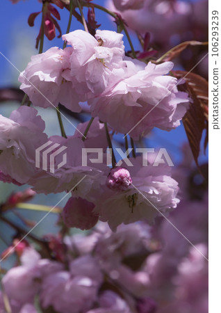 Katsuragi Kogen and double cherry blossoms at Mt. Yamato Katsuragi in spring, Kushira, Gose City, Nara Prefecture Katsuragi Kogen and double cherry blossoms at Mt. Yamato Katsuragi in spring, Kushira, Gose City, Nara Prefecture 106293239