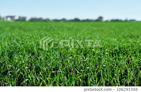 Green fields in spring. Young shoots of crops. Spring first shoots, shallow depth of field. Green fields in spring. Young shoots of crops. Spring first shoots, shallow depth of field. 106293308