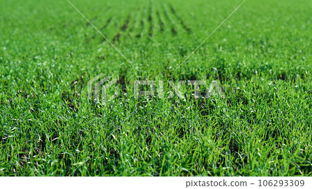 Green fields in spring. Young shoots of crops. Spring first shoots, shallow depth of field. Green fields in spring. Young shoots of crops. Spring first shoots, shallow depth of field. 106293309