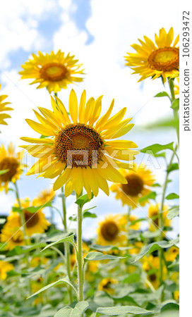 A sunflower looking up at the sky 106293472