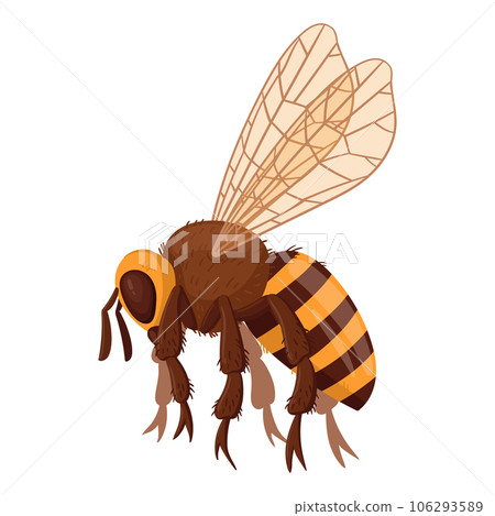 Cartoon flying bee. Honey bee insect, striped bumblebee. Cute winged bee flat vector illustration on white background Cartoon flying bee. Honey bee insect, striped bumblebee. Cute winged bee flat vector illustration on white background 106293589