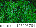 The screen fills with green leaves, dog hornbeam 106293764