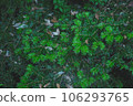 Green leaves that fill the screen Kaya 106293765