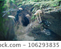 Mysterious mushroom 106293835