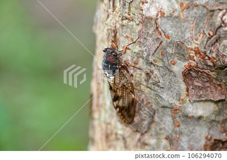 Brown cicada Brown cicada 106294070