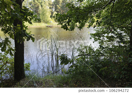 forest lake shore in summer forest lake shore in summer 106294272