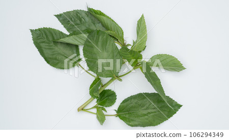 Moroheija Moroheija 106294349