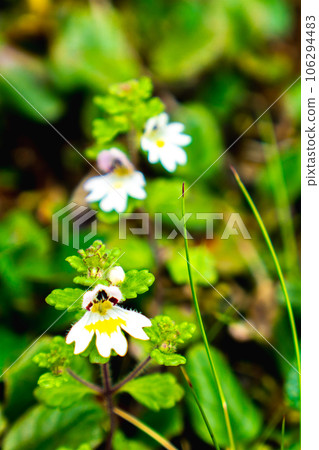 Miyama kogomegusa blooming on the ridgeline of Phoenix Sanzan in the Southern Alps of Yamanashi Prefecture Miyama kogomegusa blooming on the ridgeline of Phoenix Sanzan in the Southern Alps of Yamanashi Prefecture 106294483