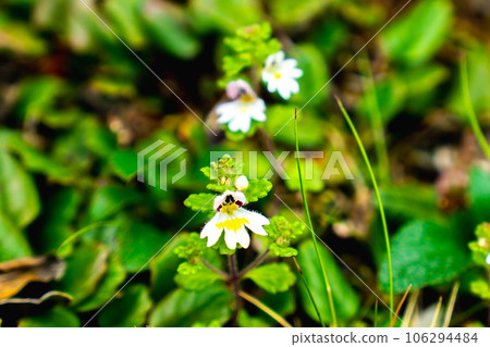 Miyama kogomegusa blooming on the ridgeline of Phoenix Sanzan in the Southern Alps of Yamanashi Prefecture Miyama kogomegusa blooming on the ridgeline of Phoenix Sanzan in the Southern Alps of Yamanashi Prefecture 106294484