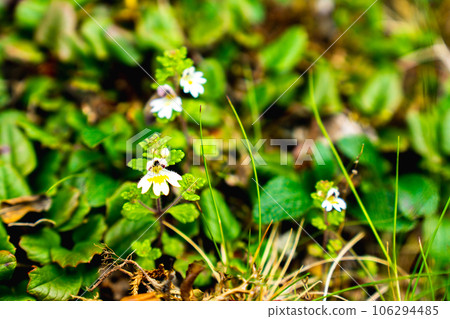 Miyama kogomegusa blooming on the ridgeline of Phoenix Sanzan in the Southern Alps of Yamanashi Prefecture Miyama kogomegusa blooming on the ridgeline of Phoenix Sanzan in the Southern Alps of Yamanashi Prefecture 106294485