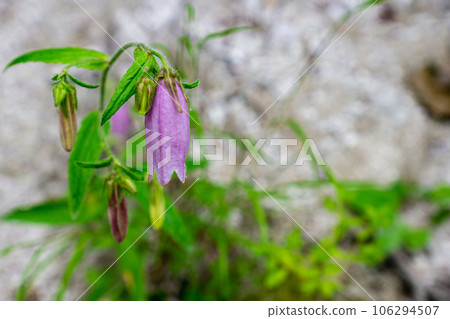 The mountain firefly bellflower blooming on the mountain trail of Mt. 106294507