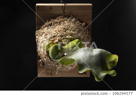 椰子蕨丘陵 106294577