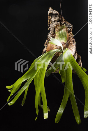 fern african odittei 106294578