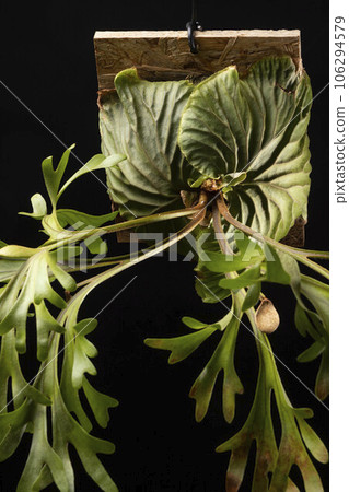 蕨類植物 106294579