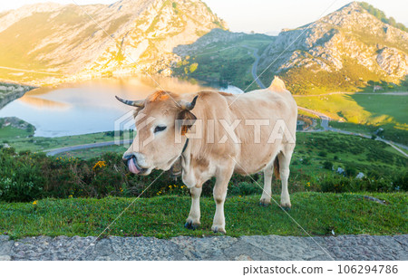Mountain cow sits on a lawn in a national park among the mountains at sunset 106294786