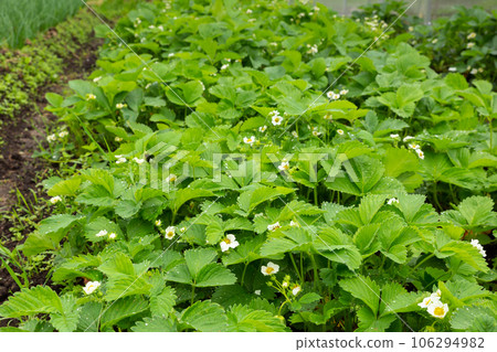 Strawberry plant in the garden with white flowers and green leaves. Growing strawberries 106294982