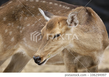 Close up head female deer in garden 106294997