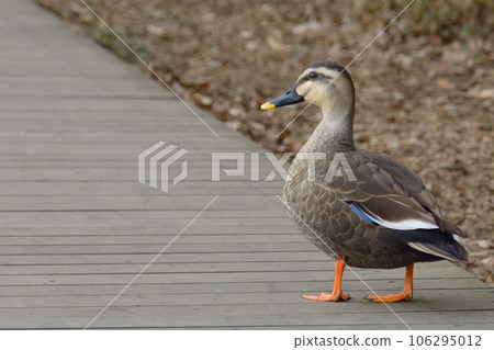 duck walking in the park 106295012