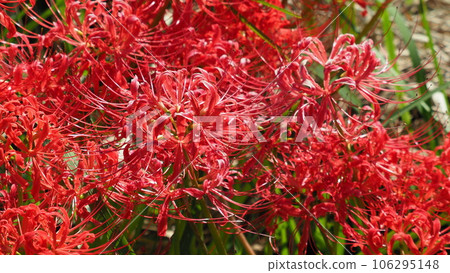 Lycoris radiata Herb (Higanbana) Lycoris radiata Herb (Higanbana) 106295148