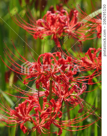 石蒜 (Higanbana) 106295150