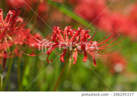 Lycoris radiata Herb (Higanbana) 106295157