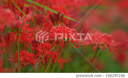 Lycoris radiata Herb (Higanbana) 106295186