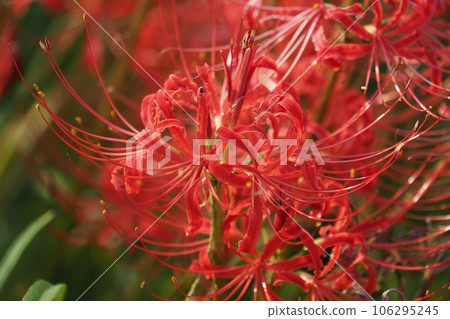 石蒜 (Higanbana) 106295245