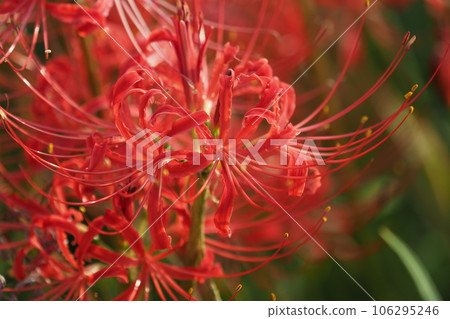 Lycoris radiata Herb (Higanbana) Lycoris radiata Herb (Higanbana) 106295246