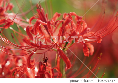 石蒜 (Higanbana) 106295247