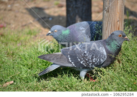 Pigeons in the park 106295284