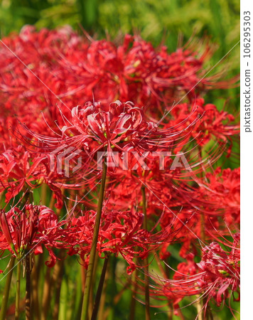 Cluster amaryllis (Licoris) 106295303